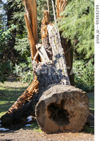 Sawn wood logs lie on the green grass in summer. A sunny summer day. the concept is the destruction of forests, harvesting firewood for winter in summer 90868299