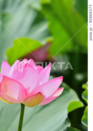 初夏の風景 大賀ハスの花 初夏の風景 大賀ハスの花 90868373