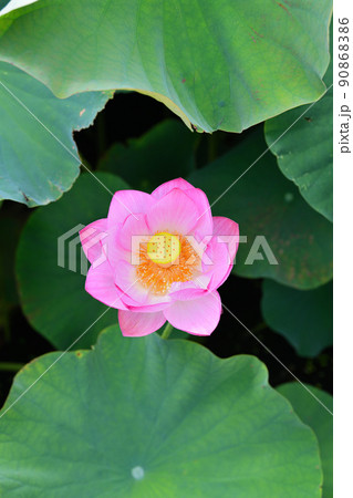 初夏の風景 大賀ハスの花 初夏の風景 大賀ハスの花 90868386