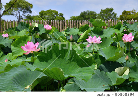 初夏の風景　大賀ハスの花 90868394
