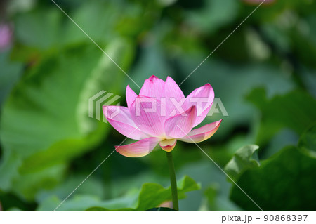 初夏の風景　大賀ハスの花 90868397