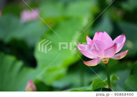 初夏の風景 大賀ハスの花 初夏の風景 大賀ハスの花 90868400