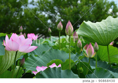 初夏の風景 大賀ハスの花 初夏の風景 大賀ハスの花 90868430