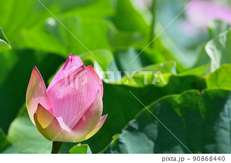 初夏の風景 大賀ハスの花 初夏の風景 大賀ハスの花 90868440
