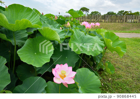 初夏の風景 大賀ハスの花 初夏の風景 大賀ハスの花 90868445