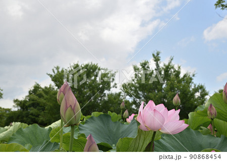 初夏の風景 大賀ハスの花 初夏の風景 大賀ハスの花 90868454