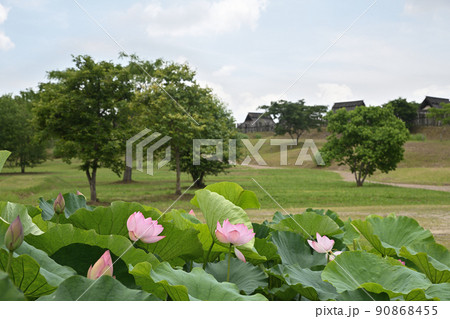 初夏の風景 大賀ハスの花 初夏の風景 大賀ハスの花 90868455