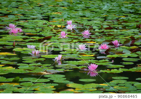 6月に歩く京都市平安神宮神苑の白虎池のスイレンが美しい 90868465
