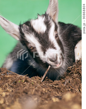 portrtait of small black-white lamb. farm life portrtait of small black-white lamb. farm life 90868804