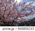 銚子川沿いの河津桜 90869233