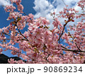 銚子川沿いの河津桜 90869234