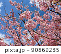 銚子川沿いの河津桜 90869235