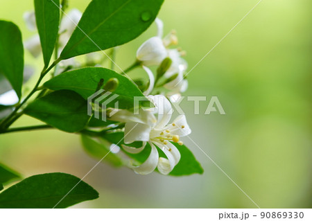 白色のジャスミンの花 90869330