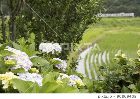 紫陽花の向こうを走る成田線E217系 90869408