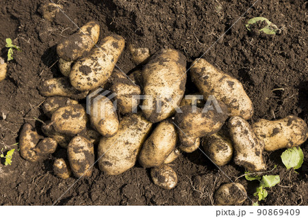 畑から掘り出したジャガイモ 90869409