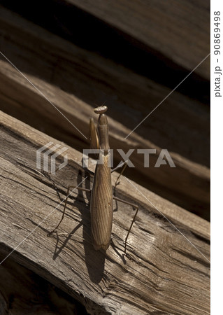 Close up of a praying mantis in the garden 90869498