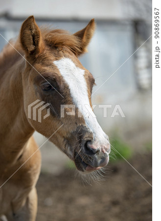 portrait of sorrel foal of sportive breed near stable. close up. cloudy day portrait of sorrel foal of sportive breed near stable. close up. cloudy day 90869567