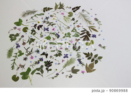 ハーブの押し花いっぱい ハーブの押し花いっぱい 90869988