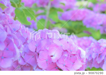 色とりどりの紫陽花 90870290