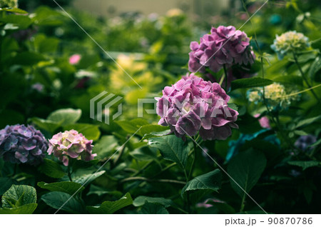 紫陽花 90870786