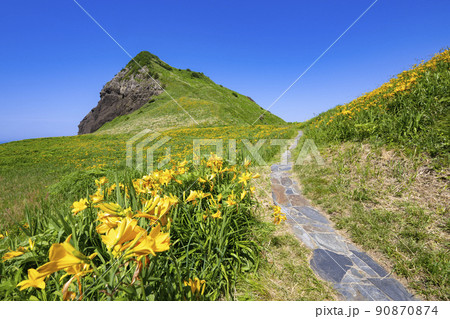 佐渡島　大野亀のトビシマカンゾウ 90870874