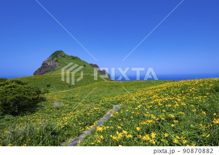 佐渡島　大野亀のトビシマカンゾウ 90870882