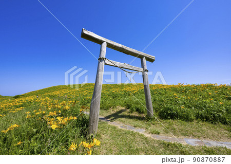 佐渡島　大野亀のトビシマカンゾウ 90870887