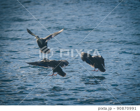 海へ着水するカモ達 90870991