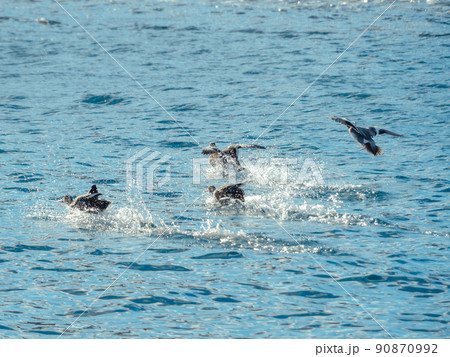 次々と着水するカモ達 90870992