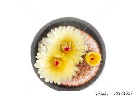 サボテン・ベニコマチの開花 90871017