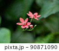 赤いヒメヒオウギの花 90871090