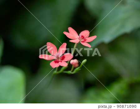 赤いヒメヒオウギの花 赤いヒメヒオウギの花 90871090