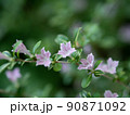 星型の可愛らしい花のハクチョウゲ 90871092