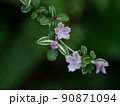 星型の可愛らしい花のハクチョウゲ 90871094
