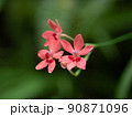 赤いヒメヒオウギの花 90871096