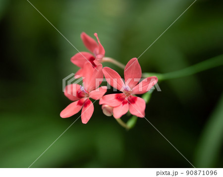 赤いヒメヒオウギの花 90871096