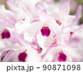 沢山の花を咲かせるセッコク 90871098