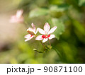 白い花びらのヒメヒオウギ 90871100