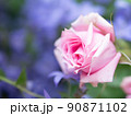 淡いピンクのバラ 90871102