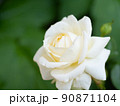 純白の白いバラ 90871104
