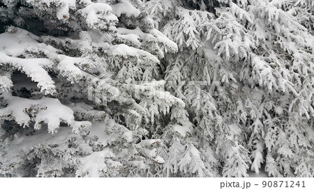 Beautiful coniferous trees covered with snow in winter Beautiful coniferous trees covered with snow in winter 90871241