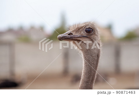 Head of an ostrich close-up. An ostrich bird that does not fly 90871463