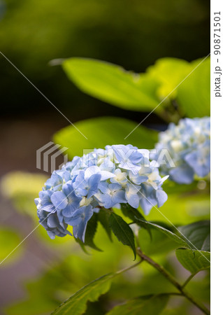 紫陽花の花 90871501