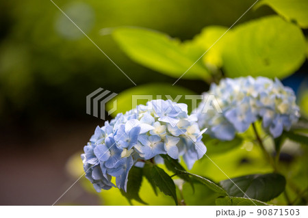 紫陽花の花 90871503