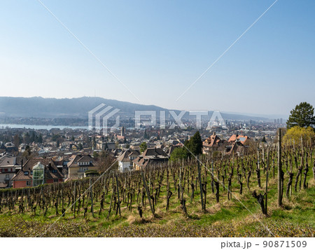 Zurich, Switzerland - March 26th 2022: View from Sonnenberg over vineyards towards the city. 90871509