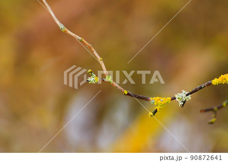 Regensburg, Germany, yellow moss on the branches 90872641