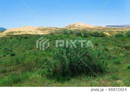 semi-desert, dry steppe landscape in the vicinity of the Sarykum sand dune semi-desert, dry steppe landscape in the vicinity of the Sarykum sand dune 90872924