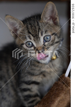 子猫 90872936