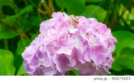 かたつむりの親子と紫陽花の花3 かたつむりの親子と紫陽花の花3 90873003