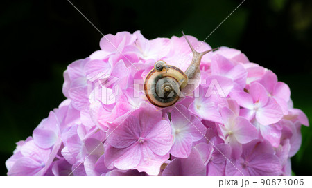 かたつむりの親子と紫陽花の花2 かたつむりの親子と紫陽花の花2 90873006